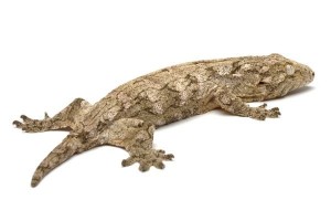 Rhacodactylus leachianus, "Mont Koghi"